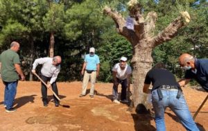 Διόνυσος: Τρείς Αιωνόβιες Ελιές προσέφερε η ΕΡΓΟΣΕ στο Δήμο