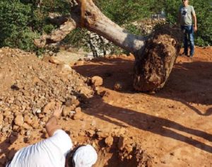 Διόνυσος: Τρείς Αιωνόβιες Ελιές προσέφερε η ΕΡΓΟΣΕ στο Δήμο