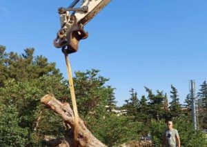 Διόνυσος: Τρείς Αιωνόβιες Ελιές προσέφερε η ΕΡΓΟΣΕ στο Δήμο