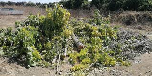 Χαλάνδρι: Όχι στην αυθαίρετη καταστροφή δέντρων – Νέος κανονισμός πρασίνου