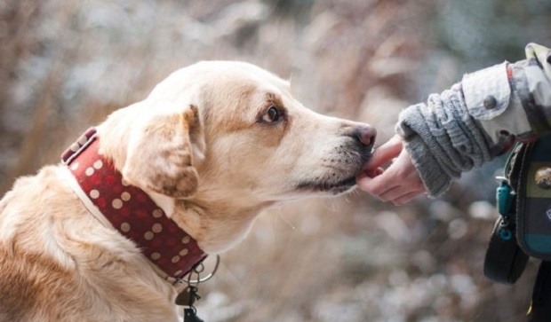 Χαλάνδρι: Δημιουργούνται στον Δήμο έξι περιφραγμένα πάρκα σκύλων