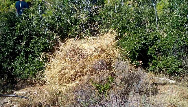 Πεντέλη: Βρεθήκαν και απομακρύνθηκαν άμεσα από το βουνό σειρά από τακτοποιημένες στοίβες ξερών κλαδιών και χόρτων, ανάμεσα σε χαμηλή βλάστηση