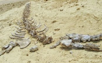 Αίγυπτος: Βρέθηκαν απολιθώματα τετράποδης φάλαινας που ζούσε περίπου πριν 43 εκατομμύρια χρόνια