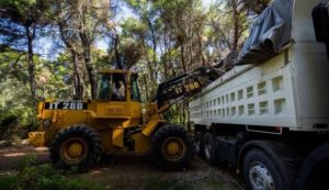 Κηφισιά: Εκτεταμένη καθαρισμοί σε πάνω από 700 στρέμματα δασικής έκτασης από συνεργεία του Δήμου και εργολάβους