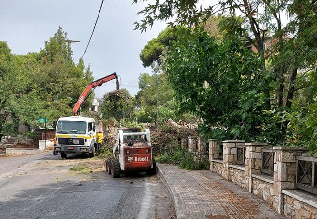 Πεντέλη: Στην οδό Αλεξάνδρου Παναγούλη στη Νέα Πεντέλη έπεσε ένα δέντρο και έκλεισε το οδόστρωμα