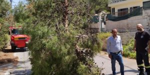 Ραφήνα Πικέρμι: Πτώση δέντρου στην οδό Ανδρέα Παπανδρέου – Έκλεισε προσωρινά ο μοναδικός δρόμος πρόσβασης στο Κέντρο Υγείας Ραφήνας
