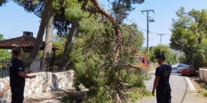 Ραφήνα Πικέρμι: Πτώση δέντρου στην οδό Ανδρέα Παπανδρέου – Έκλεισε προσωρινά ο μοναδικός δρόμος πρόσβασης στο Κέντρο Υγείας Ραφήνας