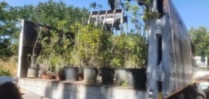 Χαλάνδρι: Χιλιάδες φυτά μεταφέρθηκαν στο Χαλάνδρι από φυτώριο που καταστράφηκε λόγω της πυρκαγιάς στον Αγ. Στέφανο