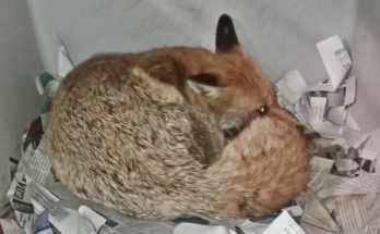 ΑΝΙΜΑ : Μεγάλη κινητοποίηση στο διαδίκτυο για μια αλεπουδίτσα που είχε σπασμούς και συμπτώματα δηλητηρίασης