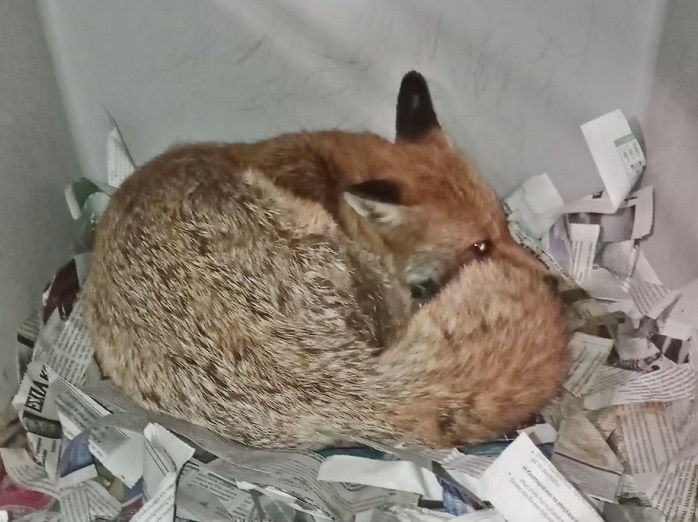 ΑΝΙΜΑ : Μεγάλη κινητοποίηση στο διαδίκτυο για μια αλεπουδίτσα που είχε σπασμούς και συμπτώματα δηλητηρίασης