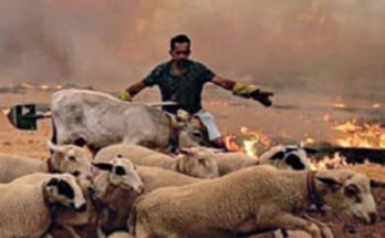 ΣΠΑΠ: Ο Σύνδεσμος συγκεντρώνει ζωοτροφές για τα οικόσιτα  ζώα που επλήγησαν από τις πρόσφατες πυρκαγιές