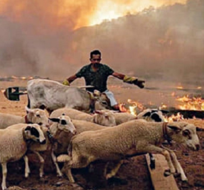 ΣΠΑΠ: Ο Σύνδεσμος συγκεντρώνει ζωοτροφές για τα οικόσιτα  ζώα που επλήγησαν από τις πρόσφατες πυρκαγιές