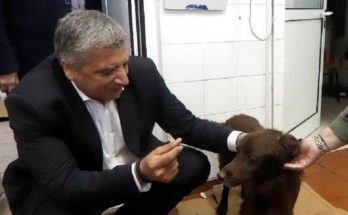 Περιφέρεια Αττικής: «Παγκόσμια Ημέρα Ζώων» Δήλωση του Περιφερειάρχη Αττικής