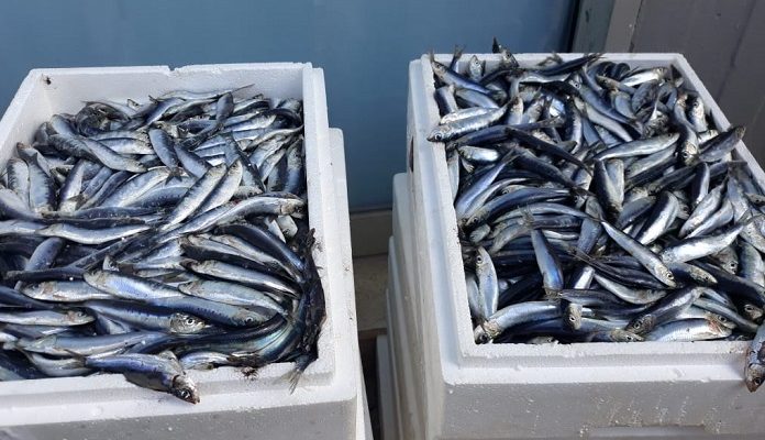 Πεύκη Λυκόβρυση: Φρέσκα ψάρια για τους δικαιούχους του Κοινωνικού Παντοπωλείου