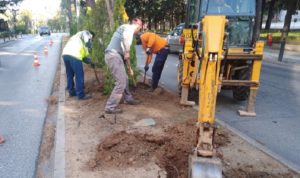 Κηφισιά:  Φυτεύσεις στην νησίδα της Χαριλάου Τρικούπη