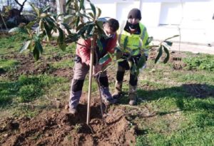 Κηφισιά: Δεντεροφύτευση στην πυρόπληκτη περιοχή των Αδάμων