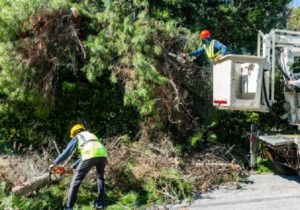 Πεντέλη: Συνεργεία του ΔΕΔΔΗΕ μετά από υπόδειξη του Δήμου κλαδεύουν δένδρα που ακουμπούν σε καλώδια ηλεκτροδότησης μέσης τάσης