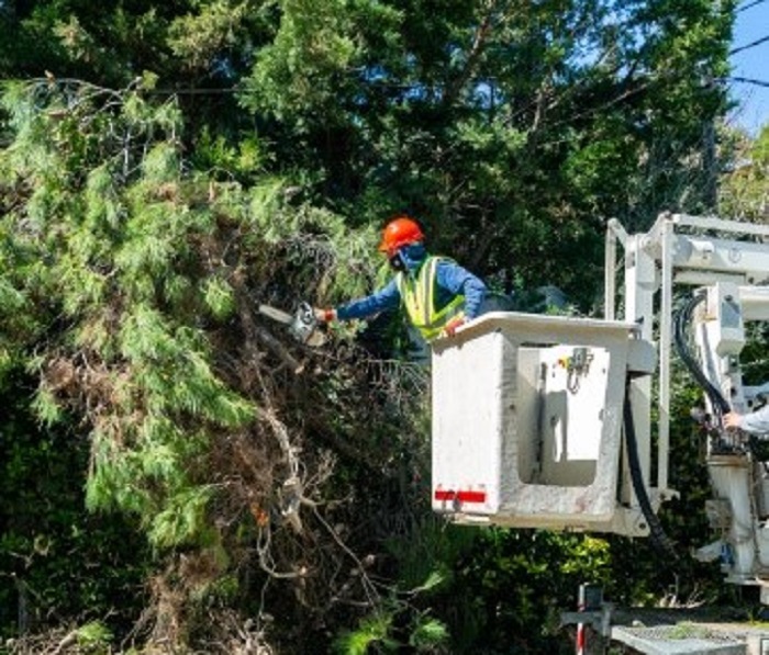 Πεντέλη: Συνεργεία του ΔΕΔΔΗΕ μετά από υπόδειξη του Δήμου κλαδεύουν δένδρα που ακουμπούν σε καλώδια ηλεκτροδότησης μέσης τάσης