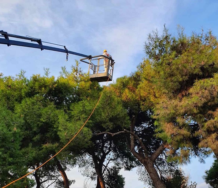 Λυκόβρυση Πεύκη : Ολοκληρώθηκε ο ψεκασμός για τον έλεγχο του πληθυσμού της κάμπιας του πεύκου