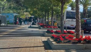 Χαλάνδρι: Η υπηρεσία Πρασίνου έδωσε μια χαρούμενη και γιορτινή νότα στους δρόμους του κέντρου
