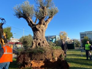 Παπάγου Χολαργός: Ελιά 300 ετών κοσμεί πλέον τον εξωτερικό χώρο του Δημαρχείου