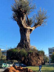 Παπάγου Χολαργός: Ελιά 300 ετών κοσμεί πλέον τον εξωτερικό χώρο του Δημαρχείου