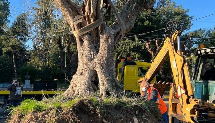Παπάγου Χολαργός: Ελιά 300 ετών κοσμεί πλέον τον εξωτερικό χώρο του Δημαρχείου
