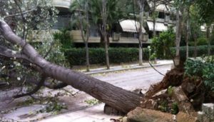 Χαλάνδρι: Εκατοντάδες δέντρα, κυρίως πεύκα, χάθηκαν στο Χαλάνδρι λόγω της κακοκαιρίας