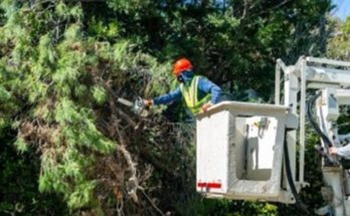 Πεντέλη: Συνεργεία του ΔΕΔΔΗΕ κλαδεύουν δένδρα που ακουμπούν σε καλώδια ηλεκτροδότησης