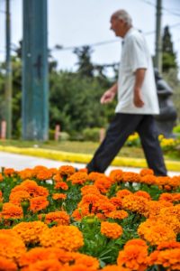 Αθήνα: Ο Δήμος Φύτεψε πολύχρωμα λουλούδια στα παρτέρια της πρωτεύουσας
