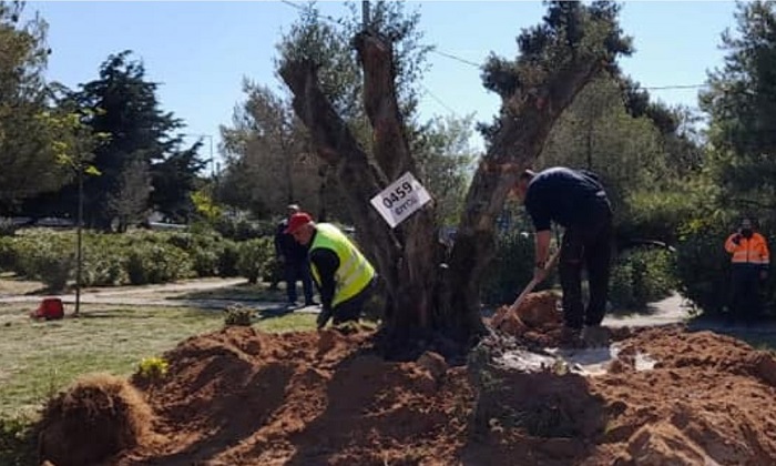 Ηράκλειο Αττικής: Τρεις ακόμα αιωνόβιες ελιές φυτεύτηκαν σε ισάριθμα σημεία του Δήμου από την ΕΡΓΟΣΕ