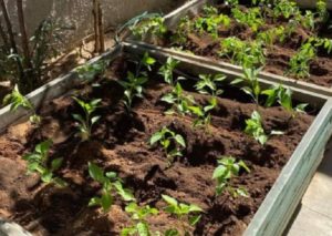 Ηράκλειο Αττικής: Περισσότερους μικρούς λαχανόκηπους σχολεία της πόλης από τον Δήμο