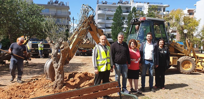 Βριλήσσια: Τέσσερις αιωνόβιες ελιές, φυτεύτηκαν σήμερα σε πάρκα στην καρδιά της πόλης