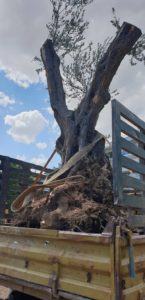 Βριλήσσια: Τέσσερις αιωνόβιες ελιές, φυτεύτηκαν σήμερα σε πάρκα στην καρδιά της πόλης