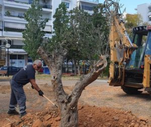 Βριλήσσια: Τέσσερις αιωνόβιες ελιές, φυτεύτηκαν σήμερα σε πάρκα στην καρδιά της πόλης