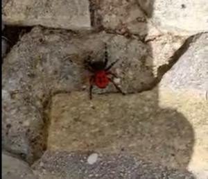 Λάρισα: Στον Αμπελώνα Λαρίσης εμφανίστηκε η σπάνια και ακίνδυνη αράχνη πασχαλίτσα
