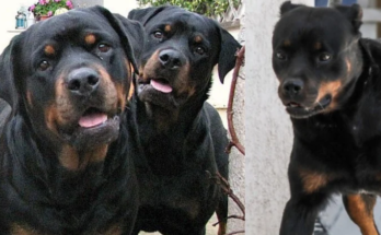 Δύο σκυλιά ροτβάιλερ επιτέθηκαν σε μια 39χρονη γυναίκα στο νησί της Γαύδου