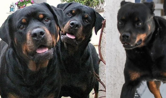 Δύο σκυλιά ροτβάιλερ επιτέθηκαν σε μια 39χρονη γυναίκα στο νησί της Γαύδου