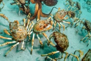 Κορνουάλη: Χιλιάδες δηλητηριώδη καβούρια-αράχνες έχουν κατακλύσει τον τουριστικό προορισμό
