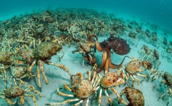 Κορνουάλη: Χιλιάδες δηλητηριώδη καβούρια-αράχνες έχουν κατακλύσει τον τουριστικό προορισμό