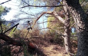 ΣΠΑΠ: Καθαριστικέ και απομακρύνθηκαν τα  ξερά δέντρα από τη Ρεματιά Πεντέλης – Χαλανδρίου