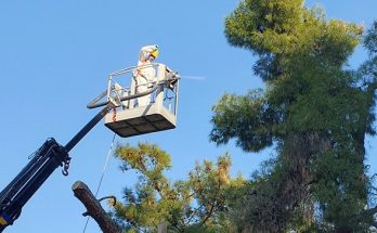 Λυκόβρυση Πεύκη : Ξεκίνησε ο ψεκασμός για τον έλεγχο του πληθυσμού της κάμπιας του πεύκου