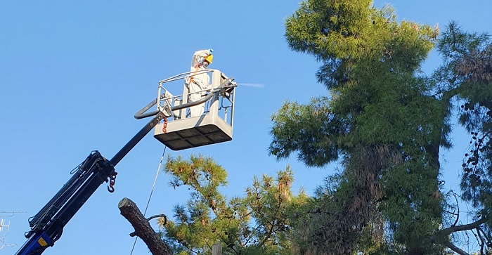 Λυκόβρυση Πεύκη : Ξεκίνησε ο ψεκασμός για τον έλεγχο του πληθυσμού της κάμπιας του πεύκου