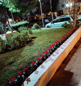 Λυκόβρυση Πεύκη: Συνεργεία του Δήμου προχώρησαν στη φύτευση κόκκινων  κυκλάμινων –  Έδωσαν  χρώμα στην πόλη
