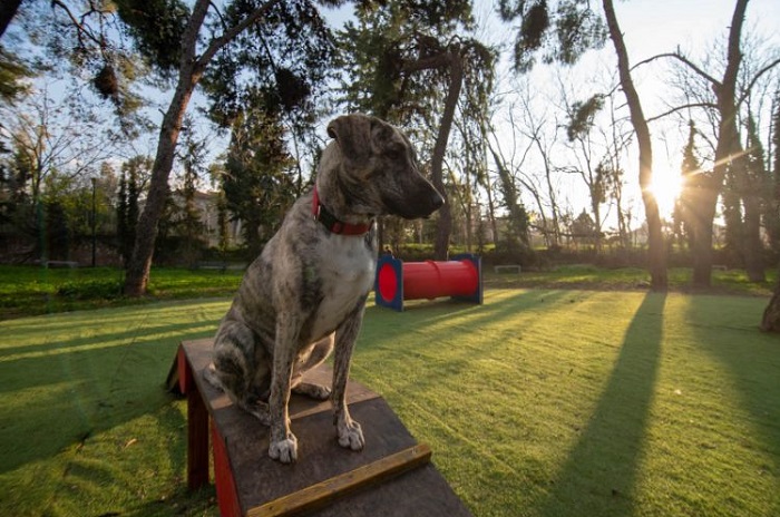 Αθήνα: Νέα «dog parks» στο Άλσος Χωροφυλακής και στον Λόφο Λαμπράκη