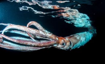 Ιαπωνία: Ένα γιγάντιο καλαμάρι κατέγραψαν δύτες στα ανοιχτά της δυτικής ακτής του ιαπωνικού αρχιπελάγους