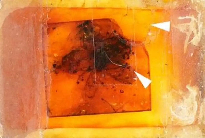 35 εκατ. ετών το μεγαλύτερο γνωστό απολίθωμα λουλουδιού σε κεχριμπάρι