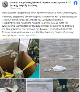 Μεσολόγγι: Πυροβόλησαν και σκότωσαν φλαμίνγκο και άλλα σπάνια πτηνά στη Λιμνοθάλασσα