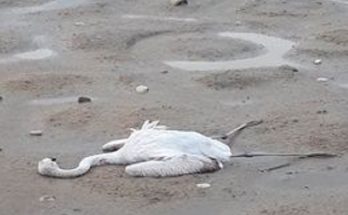Μεσολόγγι: Πυροβόλησαν και σκότωσαν φλαμίνγκο και άλλα σπάνια πτηνά στη Λιμνοθάλασσα