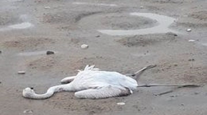 Μεσολόγγι: Πυροβόλησαν και σκότωσαν φλαμίνγκο και άλλα σπάνια πτηνά στη Λιμνοθάλασσα